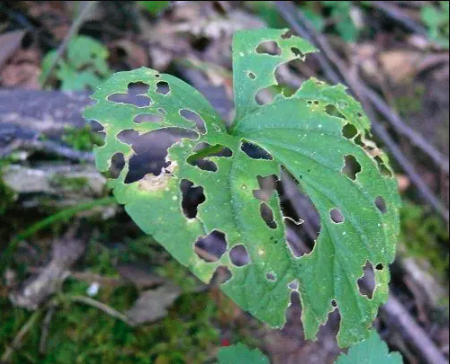 Insect Plant Damage